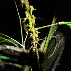 Umbonia
