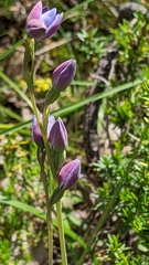 Thelymitra ixioides