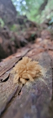 Arcyria obvelata