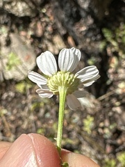 Tanacetum parthenium