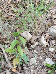 Brickellia cylindracea