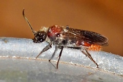 Sphaeropthalma imperialis