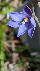 Thelymitra ixioides