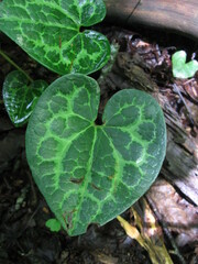 Hexastylis shuttleworthii