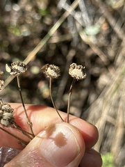Tanacetum parthenium