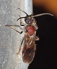 Sphaeropthalma imperialis