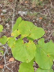 Cercis canadensis texensis