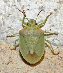 Thyanta custator accerra
