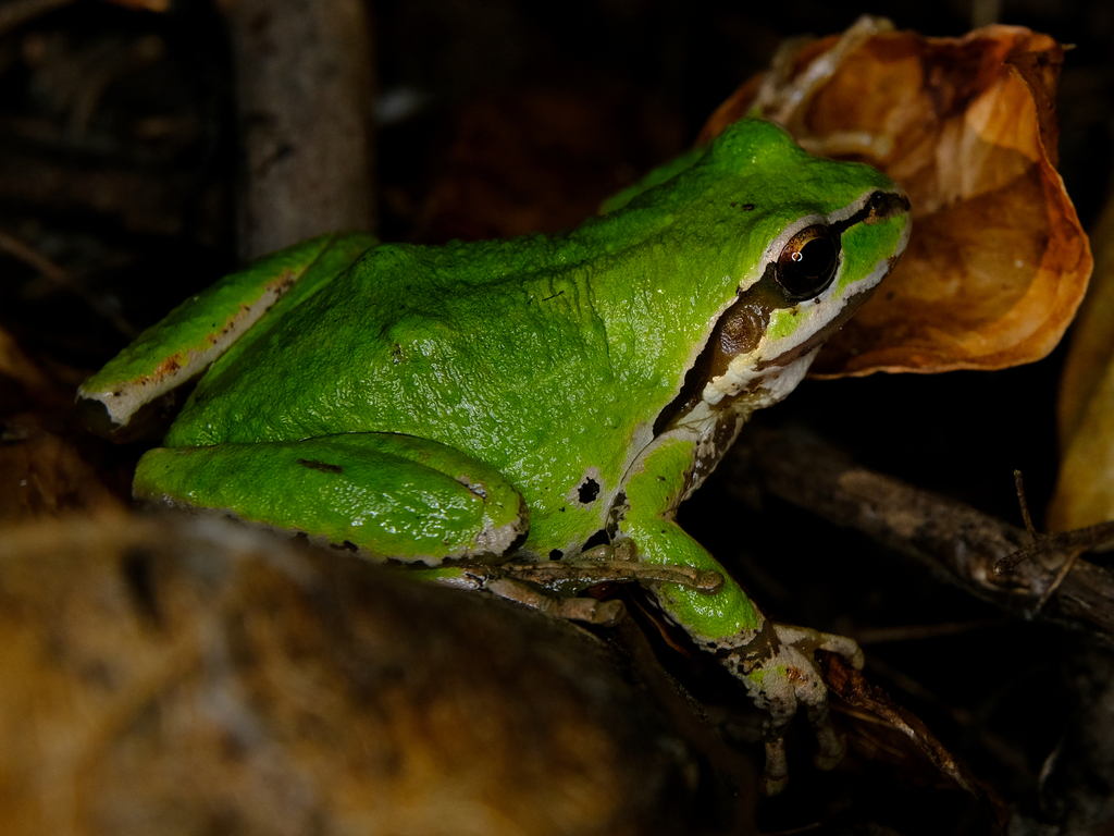 Northern Pacific Tree Frog from Cowichan Valley, BC, Canada on October