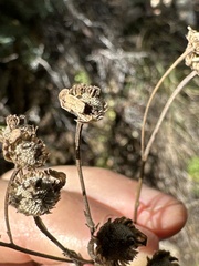 Tanacetum parthenium