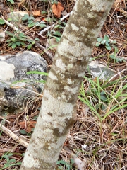Cercis canadensis texensis