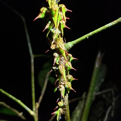 Umbonia