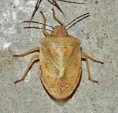 Thyanta custator accerra