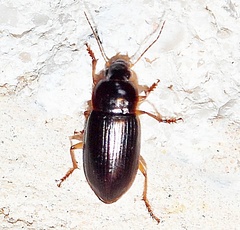 Notiobia terminata