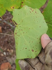 Cercis canadensis texensis