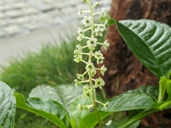 Phytolacca japonica