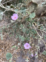 Malacothamnus fasciculatus