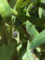 Neophyllaphis totarae