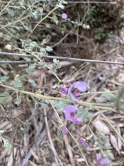 Malacothamnus fasciculatus