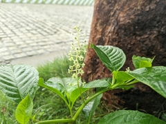 Phytolacca japonica