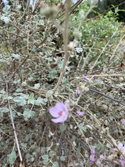 Malacothamnus fasciculatus