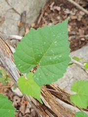 Vitis monticola