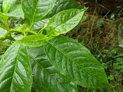 Phytolacca japonica