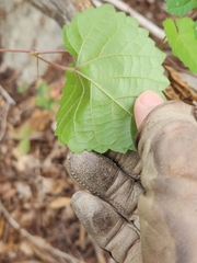 Vitis monticola