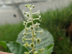 Phytolacca japonica