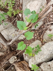 Vitis monticola