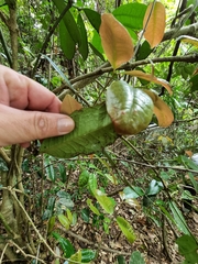 Wilkiea macrophylla