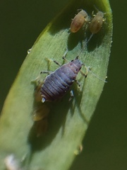 Neophyllaphis totarae