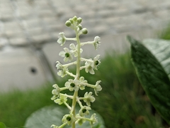 Phytolacca japonica