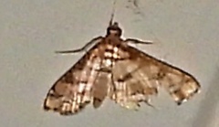 Hileithia magualis