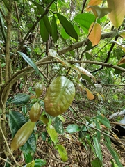 Wilkiea macrophylla