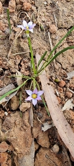Romulea minutiflora