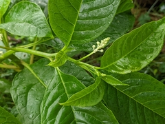 Phytolacca japonica