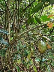 Wilkiea macrophylla