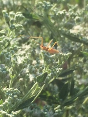 Zelus cervicalis