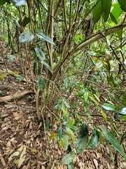 Wilkiea macrophylla