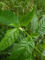 Phytolacca japonica