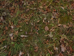 Drepanocladus