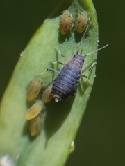 Neophyllaphis totarae