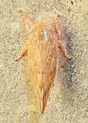 Acinopterus