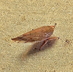 Acinopterus