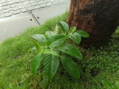 Phytolacca japonica
