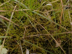 Drepanocladus
