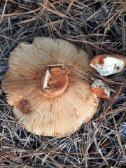 Russula mutabilis