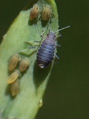 Neophyllaphis totarae