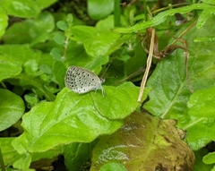 Pseudozizeeria maha okinawana